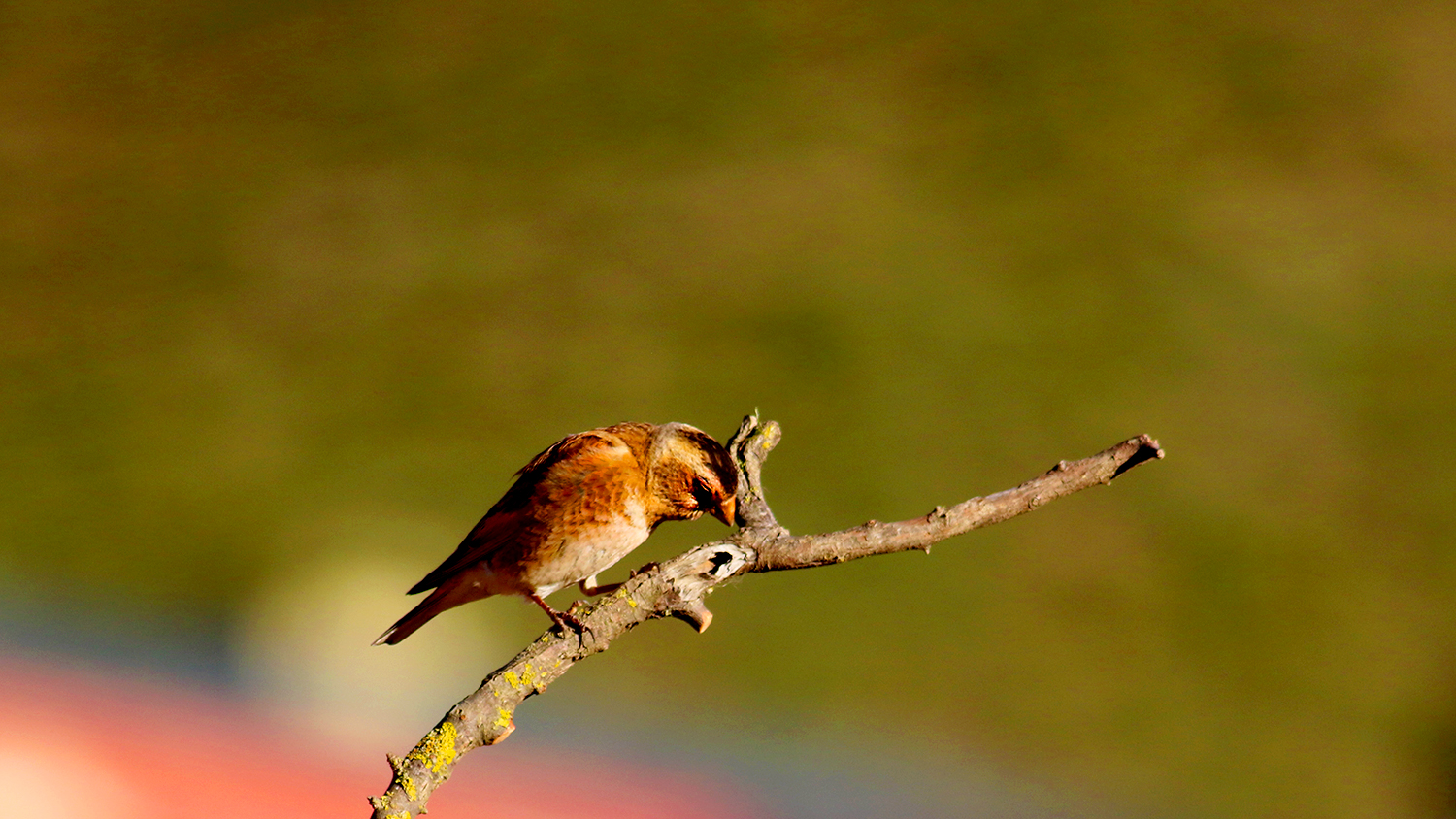 Crimson-winged Finch